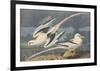 The White-Tailed Tropic Bird-John James Audubon-Framed Premium Giclee Print