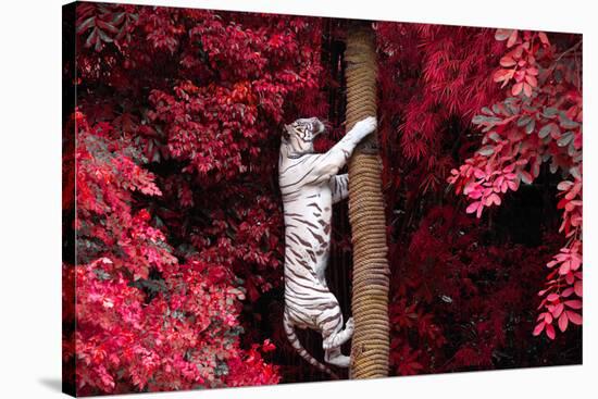 The White Tiger.-jeep2499-Stretched Canvas