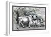 The White Urus-John Stewart-Framed Art Print