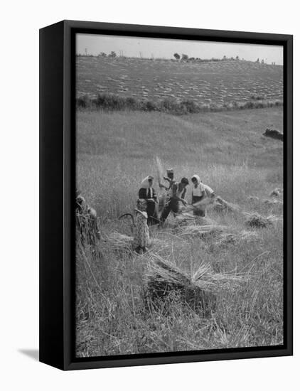 The Whole Family of Farmers Harvesting Wheat in Field-Dmitri Kessel-Framed Stretched Canvas