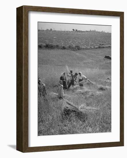 The Whole Family of Farmers Harvesting Wheat in Field-Dmitri Kessel-Framed Photographic Print