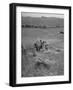 The Whole Family of Farmers Harvesting Wheat in Field-Dmitri Kessel-Framed Photographic Print