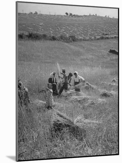 The Whole Family of Farmers Harvesting Wheat in Field-Dmitri Kessel-Mounted Photographic Print