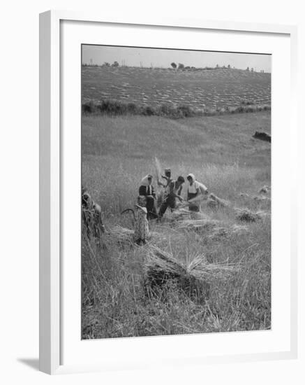 The Whole Family of Farmers Harvesting Wheat in Field-Dmitri Kessel-Framed Photographic Print