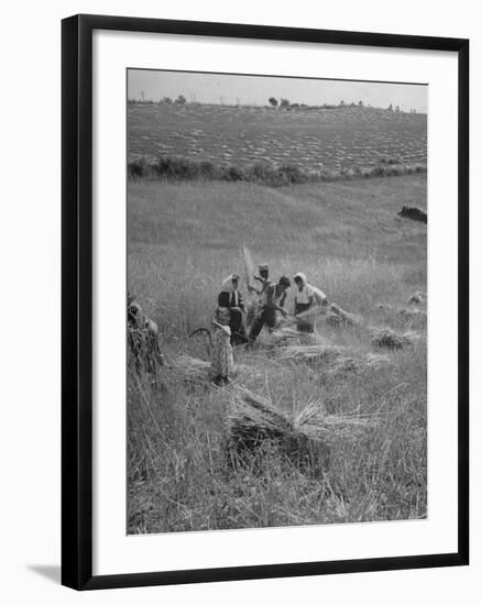 The Whole Family of Farmers Harvesting Wheat in Field-Dmitri Kessel-Framed Photographic Print