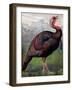 The Wild American Turkey Cock, Illustration from 'Cassell's Poultry Book', Engraved by Vincent…-Ludlow (After)-Framed Giclee Print