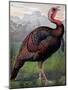 The Wild American Turkey Cock, Illustration from 'Cassell's Poultry Book', Engraved by Vincent…-Ludlow (After)-Mounted Giclee Print