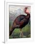 The Wild American Turkey Cock, Illustration from 'Cassell's Poultry Book', Engraved by Vincent…-Ludlow (After)-Framed Giclee Print