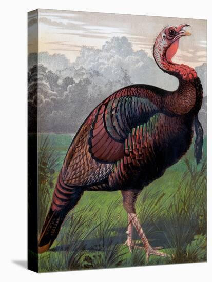 The Wild American Turkey Cock, Illustration from 'Cassell's Poultry Book', Engraved by Vincent…-Ludlow (After)-Stretched Canvas