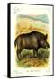 The Wild Boar-null-Framed Stretched Canvas