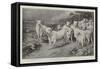 The Wild Cattle of Chillingham-Basil Bradley-Framed Stretched Canvas