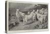 The Wild Cattle of Chillingham-Basil Bradley-Stretched Canvas