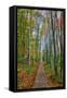 The Wild Gardens of Acadia in Autumn, Maine-Vincent James-Framed Stretched Canvas