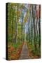 The Wild Gardens of Acadia in Autumn, Maine-Vincent James-Stretched Canvas