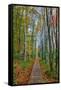 The Wild Gardens of Acadia in Autumn, Maine-Vincent James-Framed Stretched Canvas