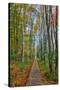 The Wild Gardens of Acadia in Autumn, Maine-Vincent James-Stretched Canvas