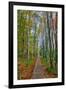 The Wild Gardens of Acadia in Autumn, Maine-Vincent James-Framed Premium Photographic Print