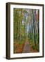 The Wild Gardens of Acadia in Autumn, Maine-Vincent James-Framed Photographic Print