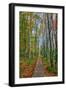 The Wild Gardens of Acadia in Autumn, Maine-Vincent James-Framed Photographic Print