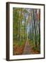 The Wild Gardens of Acadia in Autumn, Maine-Vincent James-Framed Photographic Print