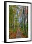 The Wild Gardens of Acadia in Autumn, Maine-Vincent James-Framed Photographic Print