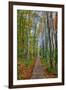 The Wild Gardens of Acadia in Autumn, Maine-Vincent James-Framed Photographic Print