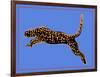 The Wild Leopard I-Melissa Wang-Framed Art Print