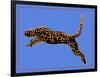 The Wild Leopard I-Melissa Wang-Framed Art Print