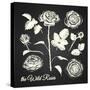 The Wild Roses - Hand Drawn Illustrations - Chalkboard-ONiONAstudio-Stretched Canvas