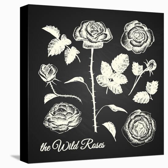 The Wild Roses - Hand Drawn Illustrations - Chalkboard-ONiONAstudio-Stretched Canvas