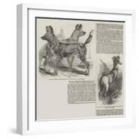 The Wild Sheep and Hunting Dogs at the Zoological Society's Gardens, Regent'S-Park-Harrison William Weir-Framed Giclee Print