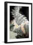 The Wild Swans-Mary Kuper-Framed Giclee Print