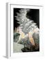 The Wild Swans-Mary Kuper-Framed Giclee Print