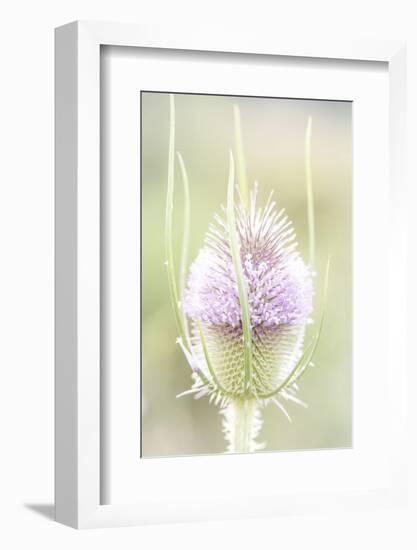 The Wild Teasel, Dipsacus Fullonum, a Special Plant in the Garden-Petra Daisenberger-Framed Photographic Print