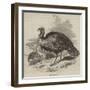 The Wild Turkey-null-Framed Giclee Print