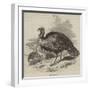 The Wild Turkey-null-Framed Giclee Print
