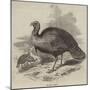 The Wild Turkey-null-Mounted Giclee Print