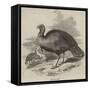 The Wild Turkey-null-Framed Stretched Canvas