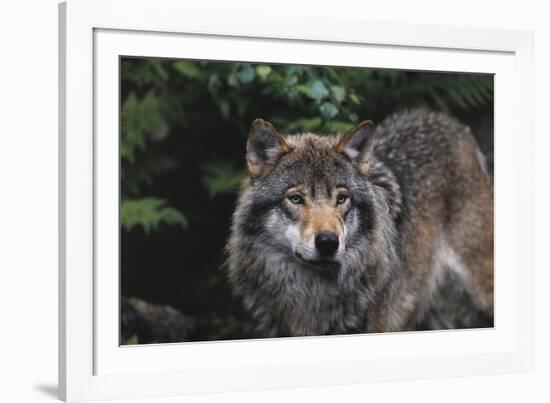 The Wild-Staffan Widstrand-Framed Giclee Print