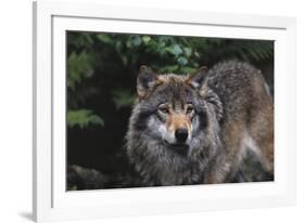 The Wild-Staffan Widstrand-Framed Giclee Print