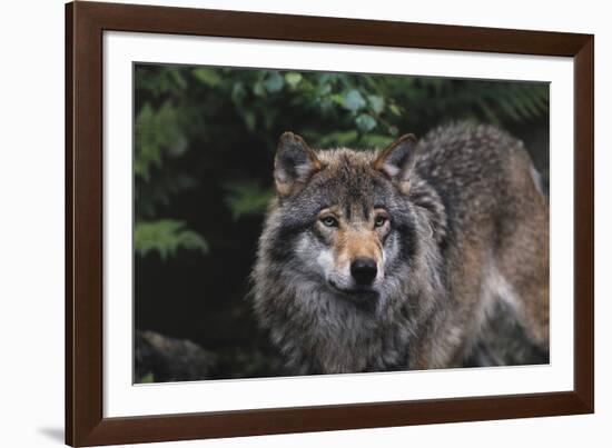 The Wild-Staffan Widstrand-Framed Giclee Print