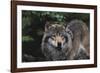 The Wild-Staffan Widstrand-Framed Giclee Print