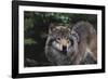 The Wild-Staffan Widstrand-Framed Giclee Print