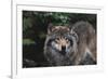 The Wild-Staffan Widstrand-Framed Giclee Print