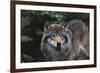 The Wild-Staffan Widstrand-Framed Giclee Print