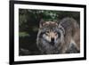 The Wild-Staffan Widstrand-Framed Giclee Print