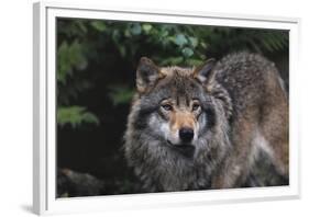 The Wild-Staffan Widstrand-Framed Giclee Print