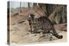The Wildcat by Alfred Edmund Brehm-Stefano Bianchetti-Stretched Canvas