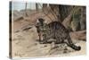 The Wildcat by Alfred Edmund Brehm-Stefano Bianchetti-Stretched Canvas