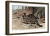 The Wildcat by Alfred Edmund Brehm-Stefano Bianchetti-Framed Giclee Print